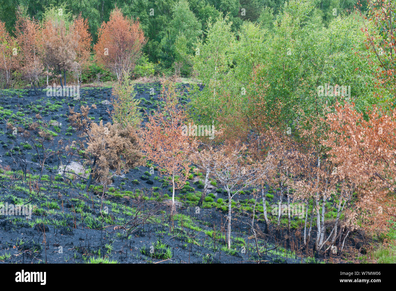 Recently burnt heathland, with some new growth, Caesar's Camp, Fleet, Hampshire, England, UK, May. Stock Photo