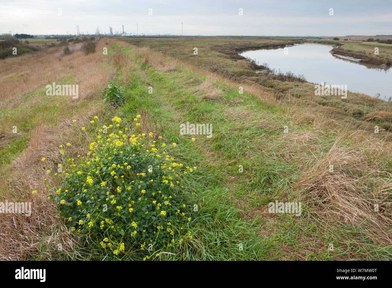 Landscape view of West Canvey Marshes RSPB reserve, Canvey Island, Essex, England, UK, November. Stock Photo