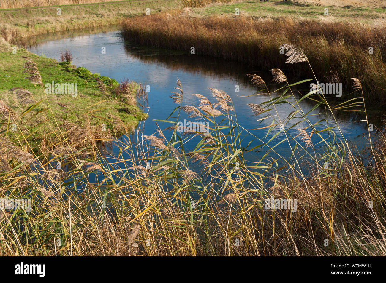 Drainage ditch, Vange Marsh RSPB reserve, Essex, England, UK, November. Stock Photo