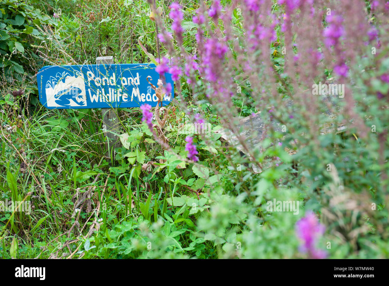 Sign for pond and wildlife meadow, Brockwell Park Community Gardens, London, England, UK, August Stock Photo