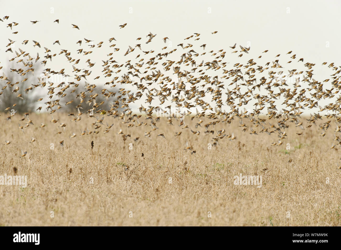 Flock of Linnets (Carduelis cannabina) flying up after feeding on conservation crop grown for farmland birds, Elmley Nature Reserve, Kent, England, UK, February. Stock Photo