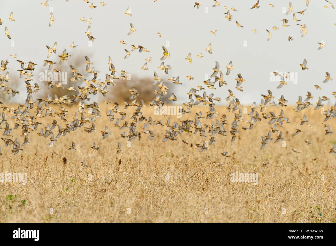 Flock of Linnets (Carduelis cannabina) flying up after feeding on conservation crop grown for farmland birds, Elmley Nature Reserve, Kent, England, UK, February. Stock Photo