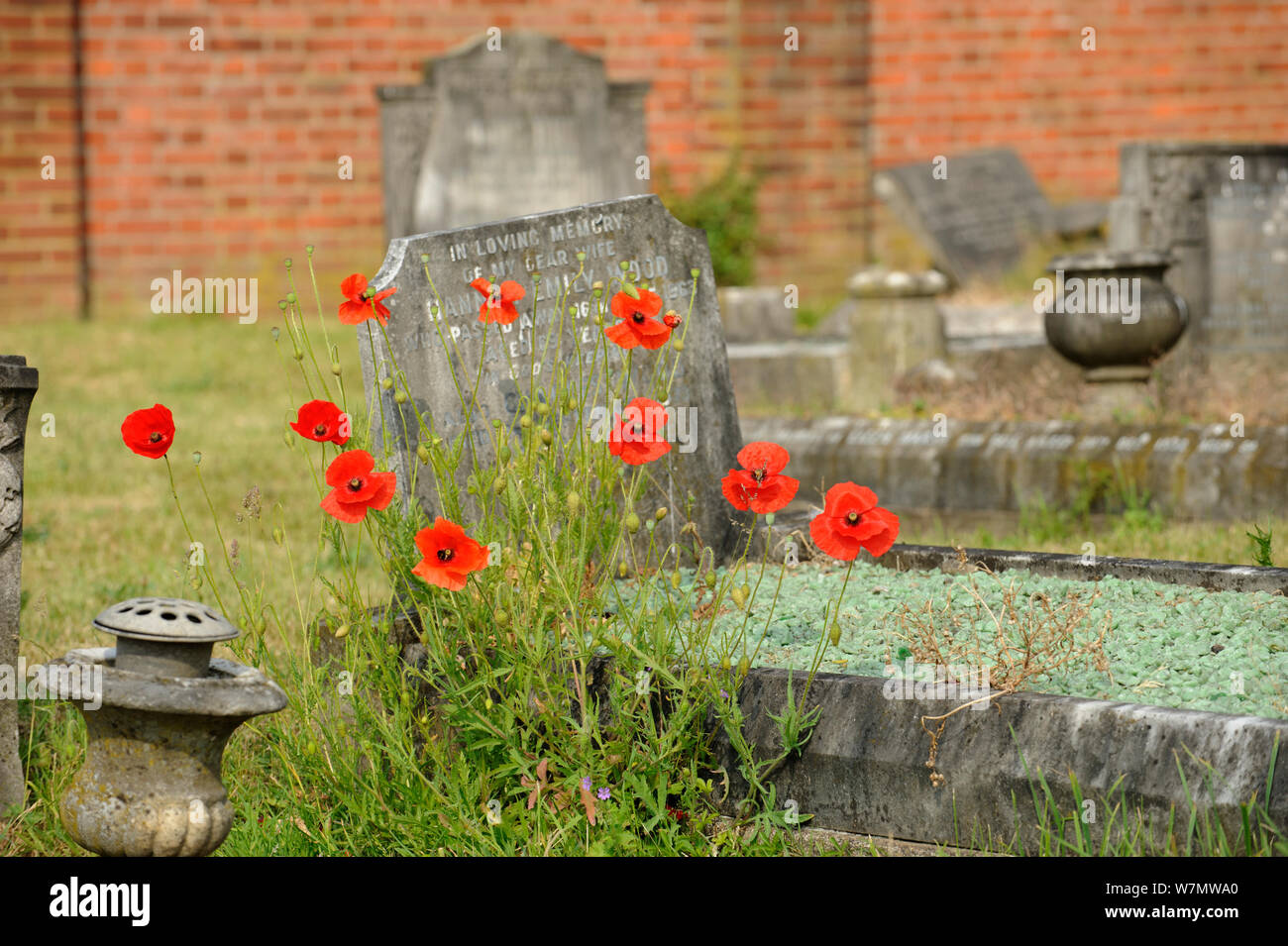 Common poppy (Papaver rhoeas) growing in cemetery, London, England, UK, June Stock Photo