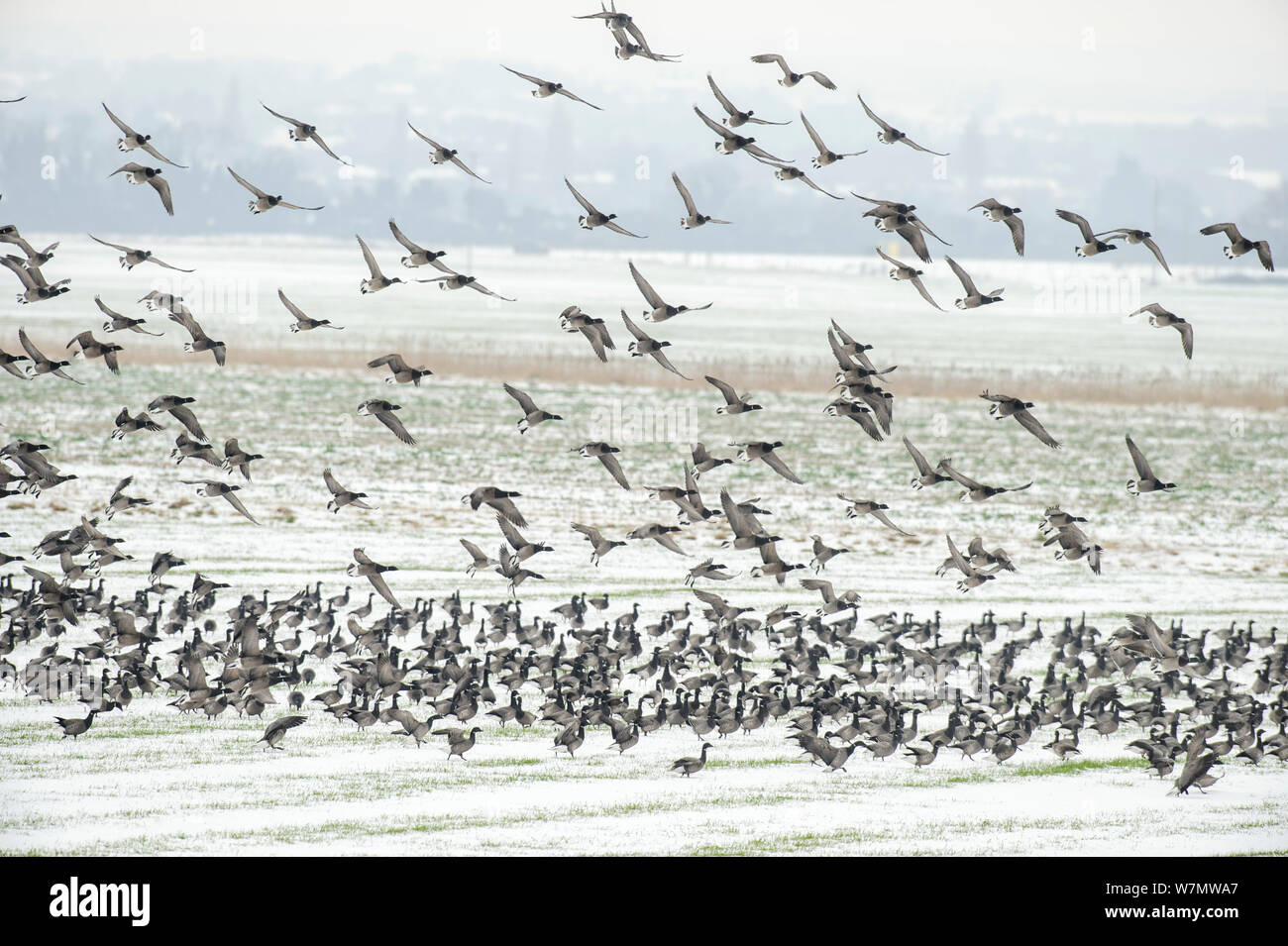 Flock of Dark-bellied brent geese (Branta bernicla) taking off from grazing field, South Swale, Kent, England, UK, February. Stock Photo