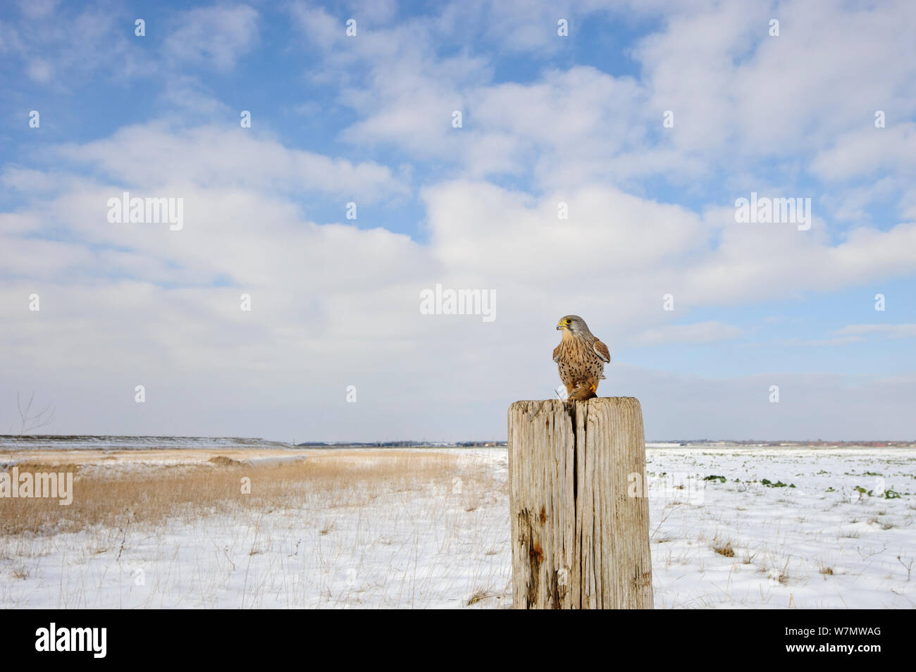 Kestrel (Falco tinnunculus) with Wood mouse (Apodemus sylvaticus) prey perched on post along edge of conservation margin and arable crop. With wood mouse prey. Wallasea Island Wild Coast project, Essex, England, UK, January. Stock Photo