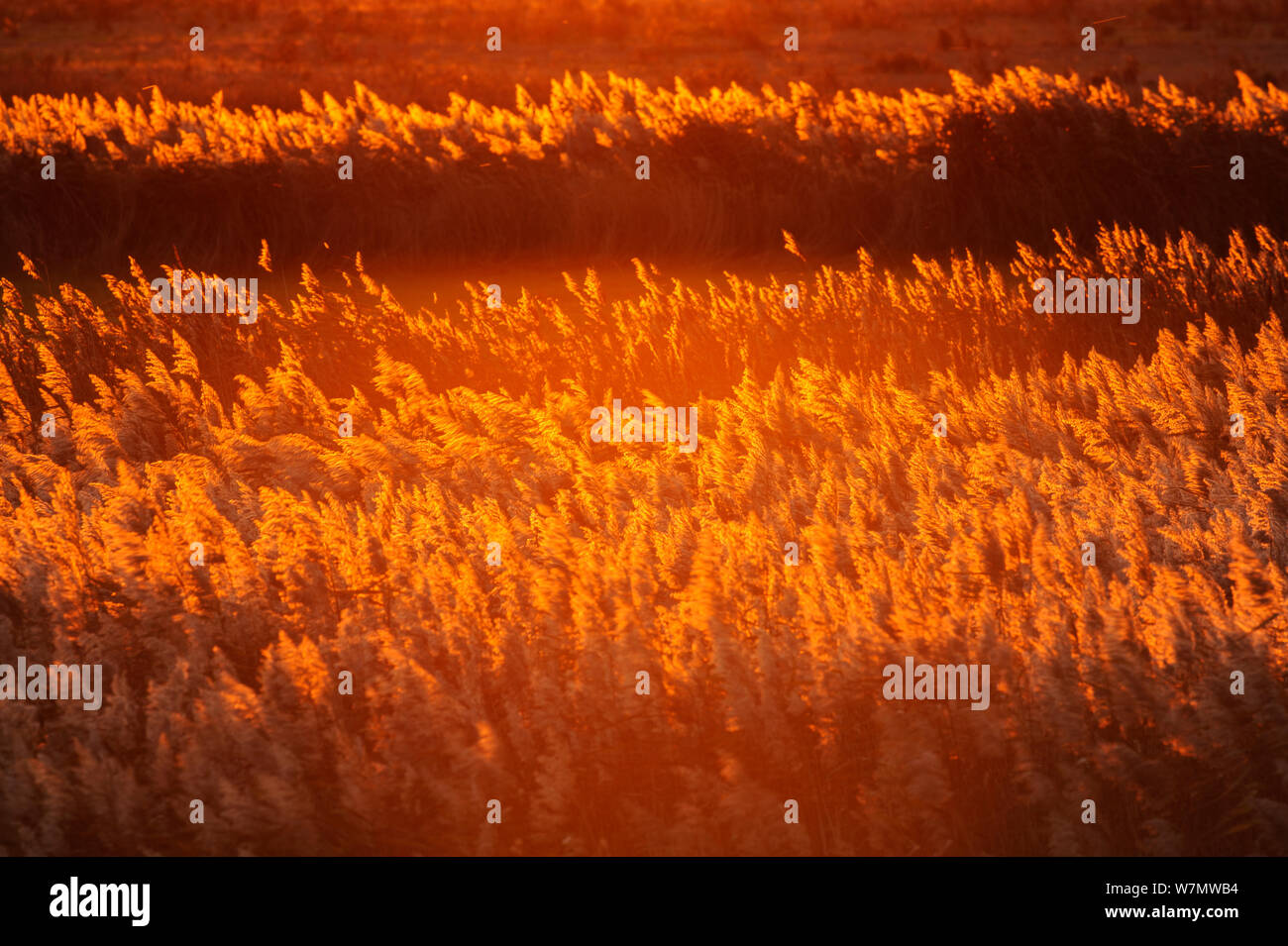 Reed bed at sunset, South Swale Nature Reserve, Kent, England, UK, December. Did you know? Wetlands globally provide trillions of dollars’ worth of services such as absorbing carbon and filtering water. Stock Photo