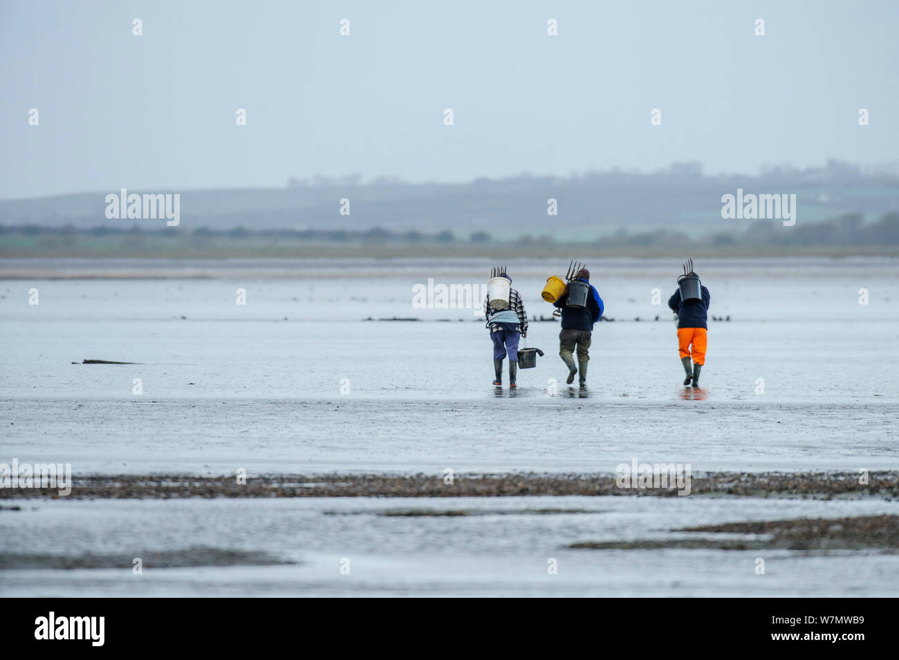 Three men walking out to go bait digging on mud flats, South Swale, Kent, England, UK, November. Stock Photo
