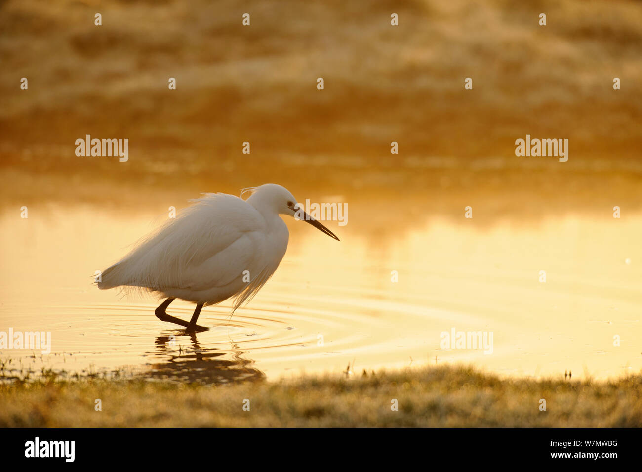 Little Egret (Egretta garzetta) wading in saltmarsh creek, Elmley Nature Reserve, Kent, England, UK, March. Did you know? Little egrets started to recolonize the UK in 1989. Stock Photo