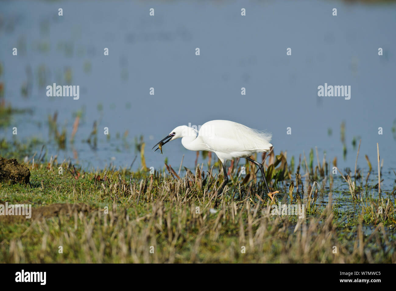 Little egret (Egretta garzetta) with fish prey in beak, Elmley Nature Reserve, Kent, England, UK, December Stock Photo