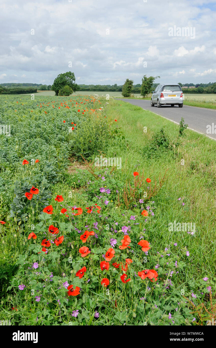 Common poppies (Papaver rhoeas) and Common mallow (Malva sylvestris) growing on roadside verge, Kent, England, UK, March. Stock Photo