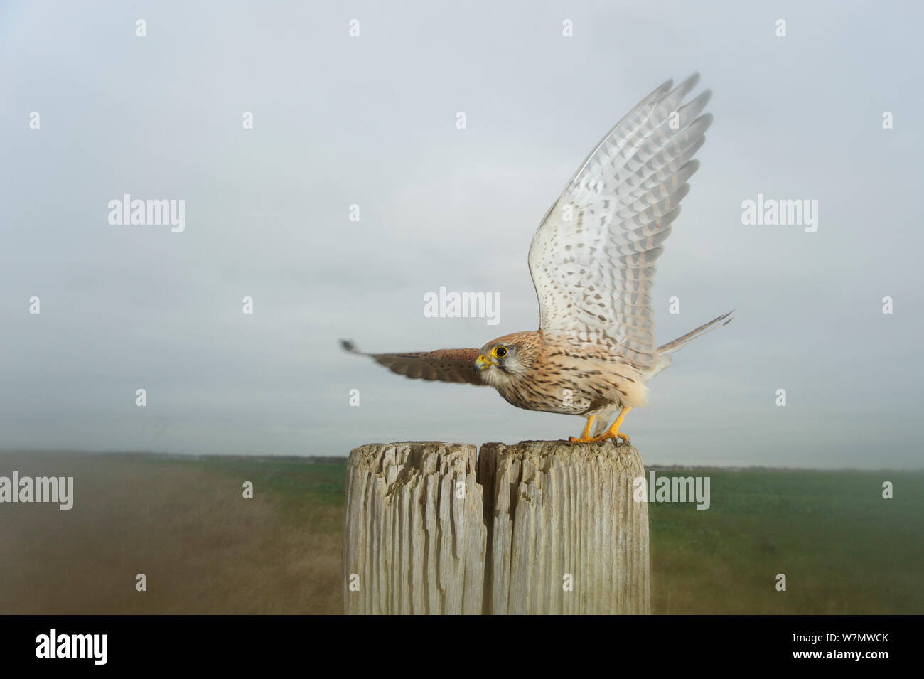 Kestrel (Falco tinnunculus) alighting on post at edge of conservation margin and arable crop, Wallasea Island Wild Coast project, Essex, England, UK, December Stock Photo