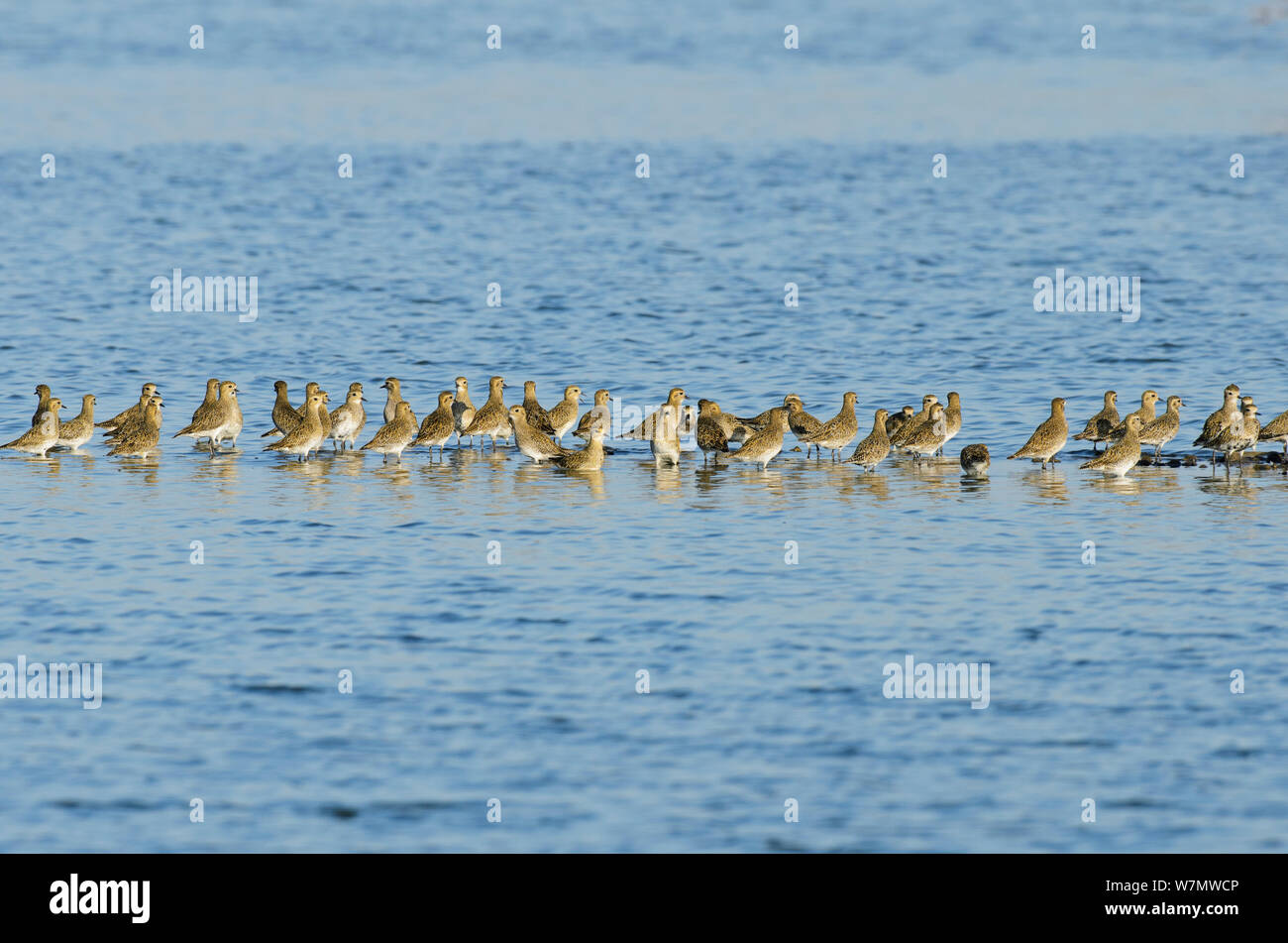 Golden plover (Pluvialis apricaria), Oare Marshes, Kent, England, UK, September. Stock Photo