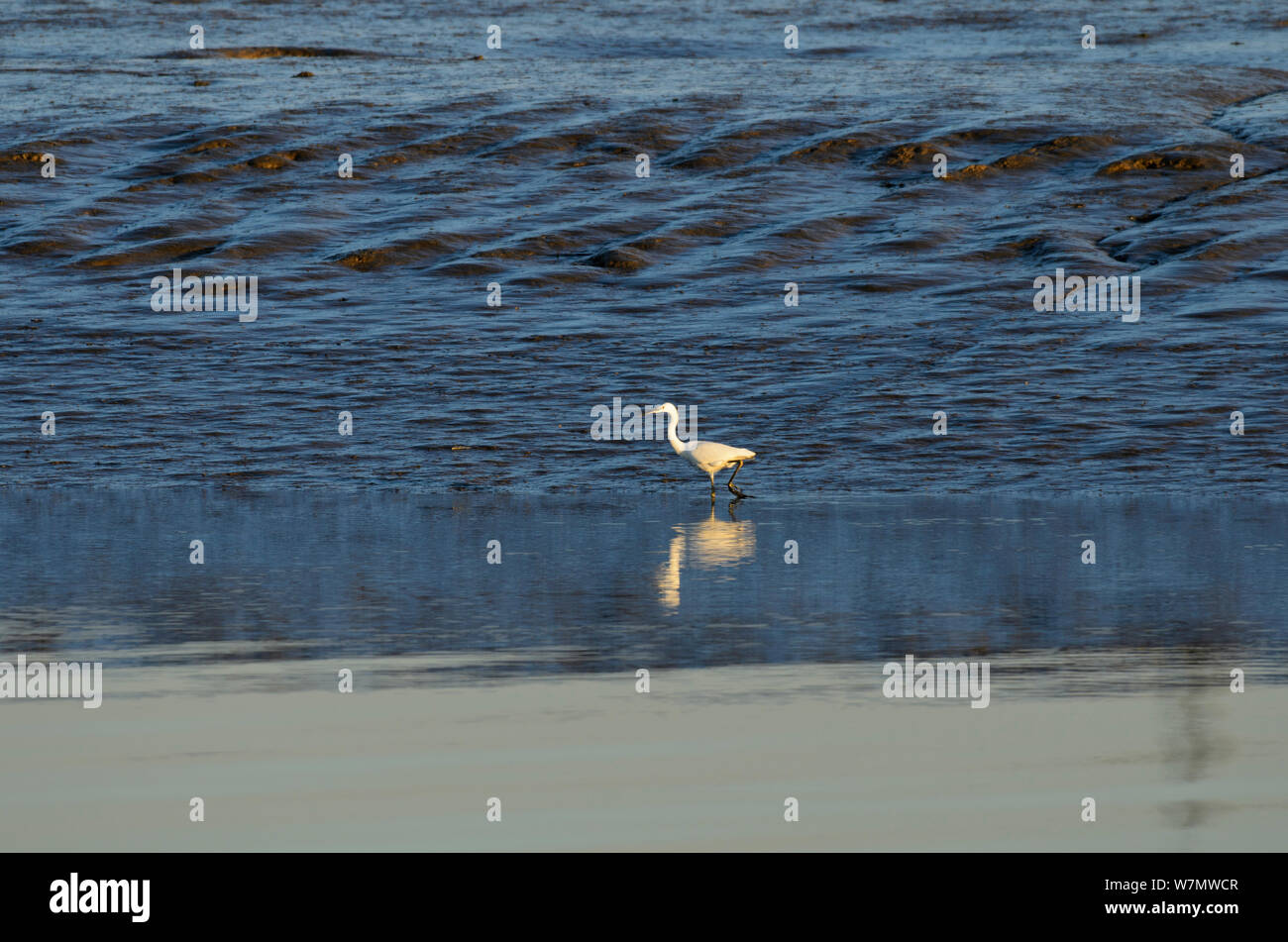 Little Egret (Egretta garzetta) wading in saltmarsh creek, Swale, Kent, England, UK, September. Stock Photo