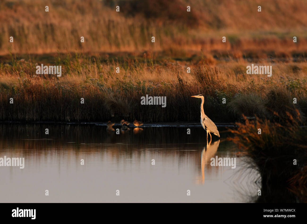 Grey heron (Ardea cinera) standing in saltmarsh creek, Swale, Kent, England, UK, September. Stock Photo