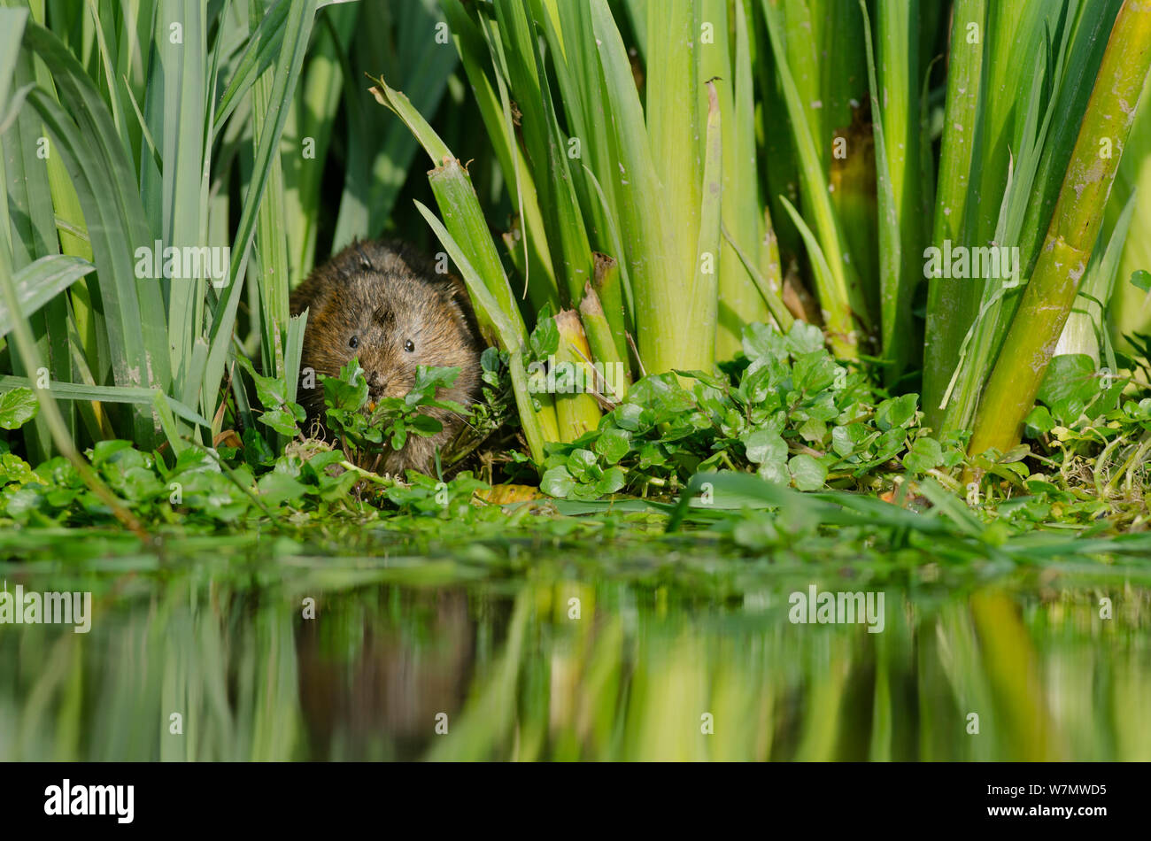 Water Vole (Arvicola terrestris) eating watercress, Kent, England, UK, March Stock Photo