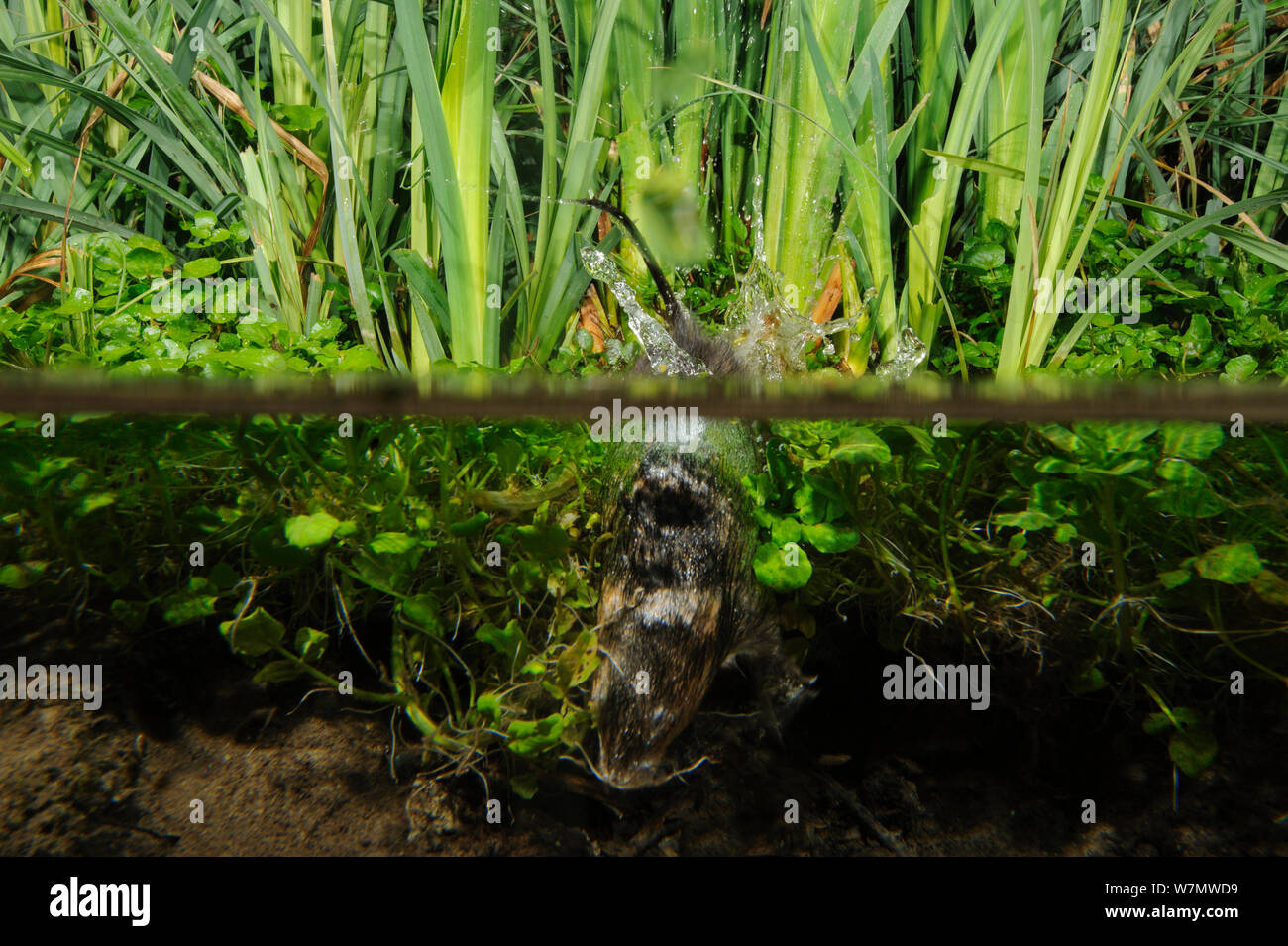 Water Vole (Arvicola terrestris) diving into water, Kent, England, UK, March Stock Photo