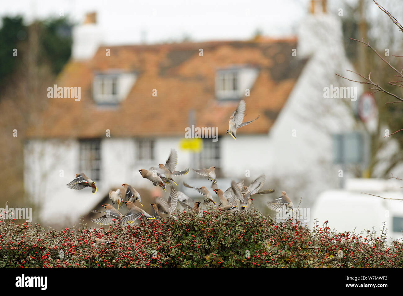 Flock of Waxwings (Bombycilla garrulus) landing on a hedge with Cotoneaster (Cotoneaster integerrimus) berries in a supermarket car park, Whitstable, Kent, England, UK, January Stock Photo