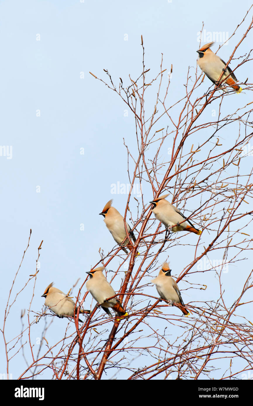 Flock of Waxwings (Bombycilla garrulus) perched in a tree, Whitstable, Kent, England, UK, January Stock Photo