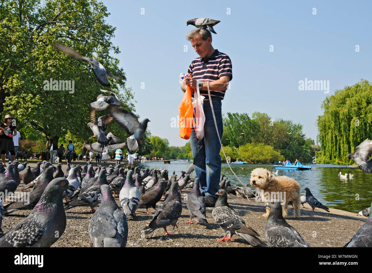 Man with dog feeding Feral pigeons (Columba livia), with one perched on