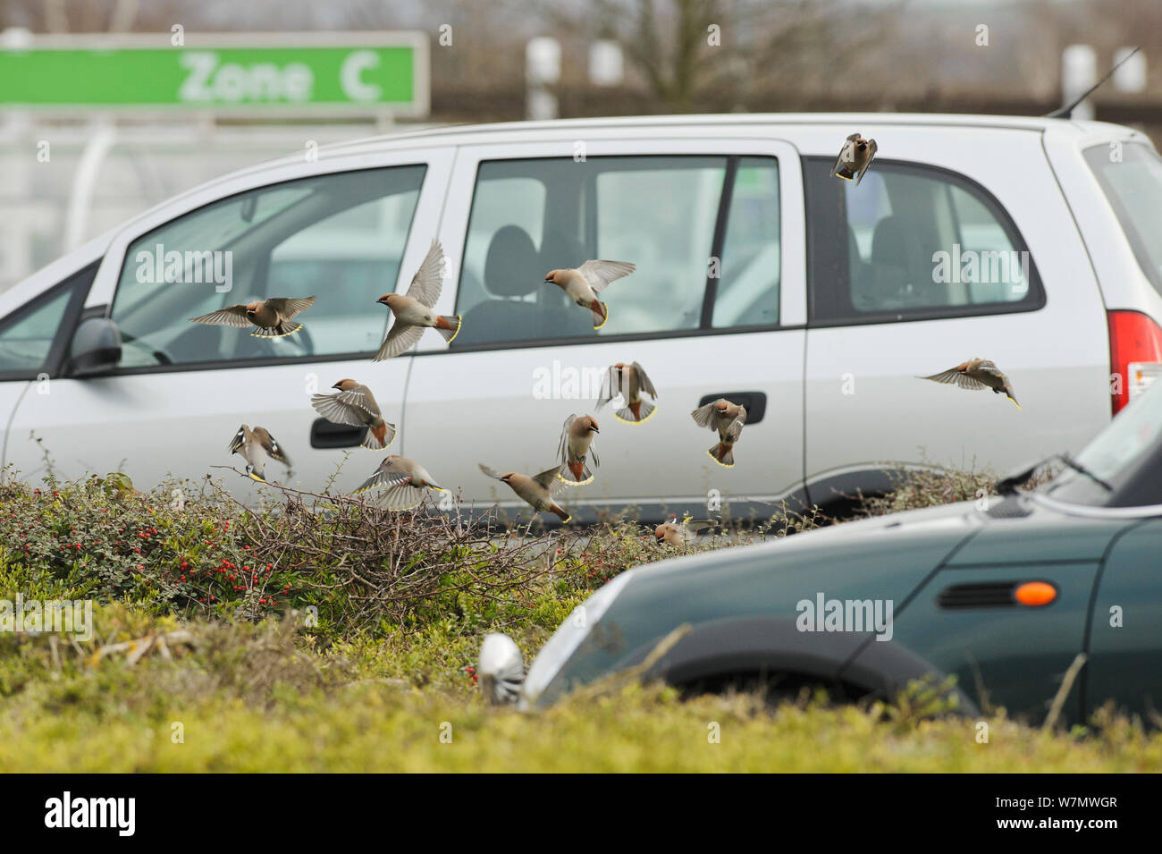 Flock of Waxwings (Bombycilla garrulus) taking off from a low Cotoneaster (Cotoneaster integerrimus) hedge in a supermarket car park, Whitstable, Kent, England, UK, January Stock Photo