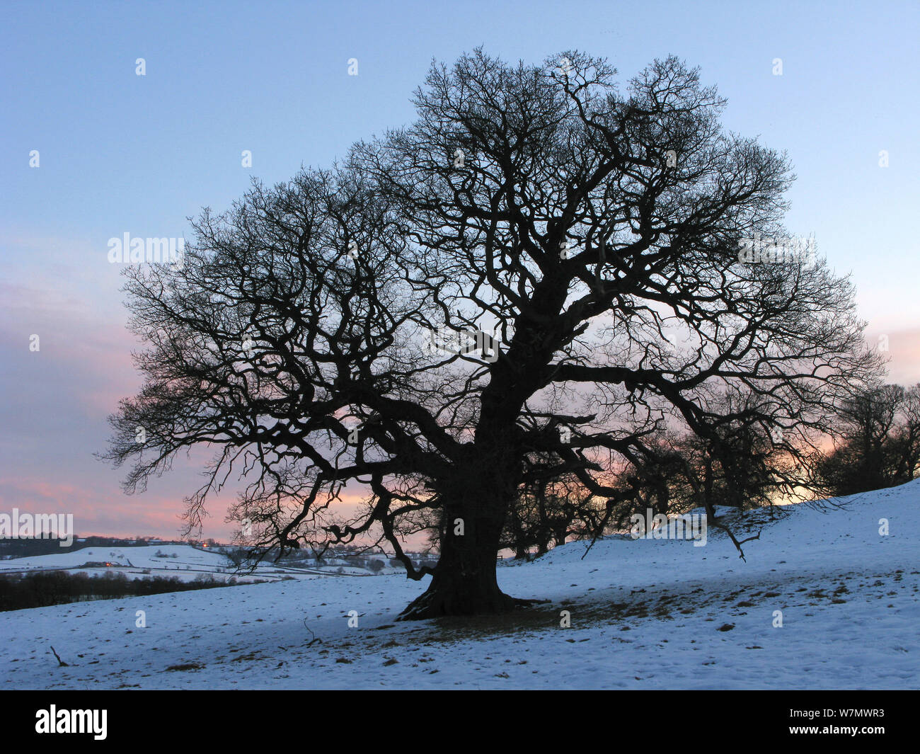 February sunrise oak tree hi-res stock photography and images - Alamy