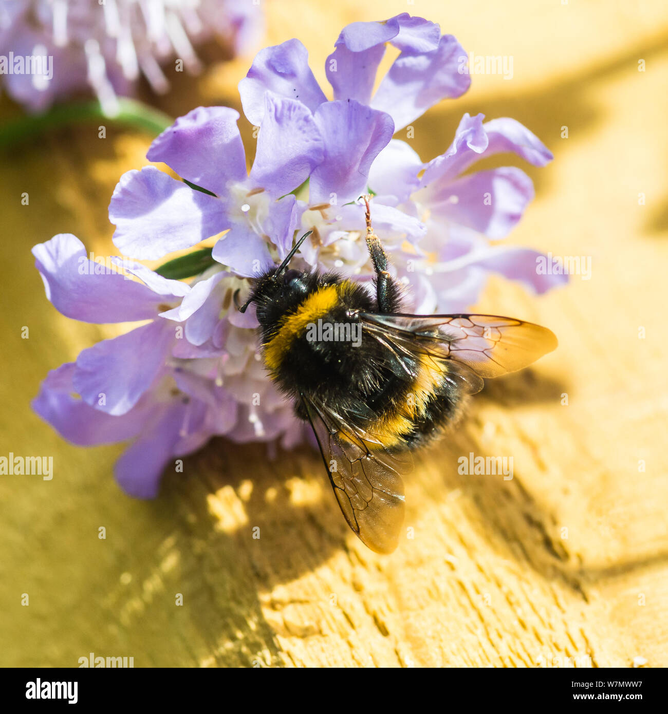 41,100+ Bumble Bee Close Up Stock Photos, Pictures & Royalty-Free