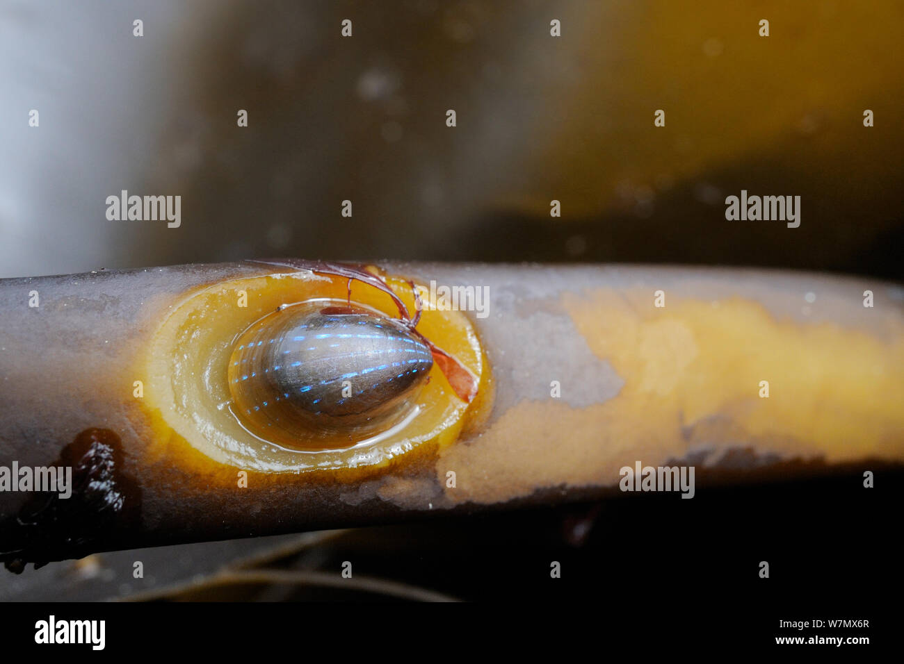 Blue rayed limpet (Patina pellucida) in depression on Oarweed / Cuvie / Forest / Common kelp (Laminaria hyperborea) stem, Crail, Scotland, UK, July Stock Photo