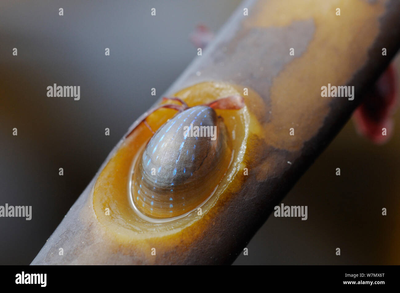 Seaweed stem hi-res stock photography and images - Alamy