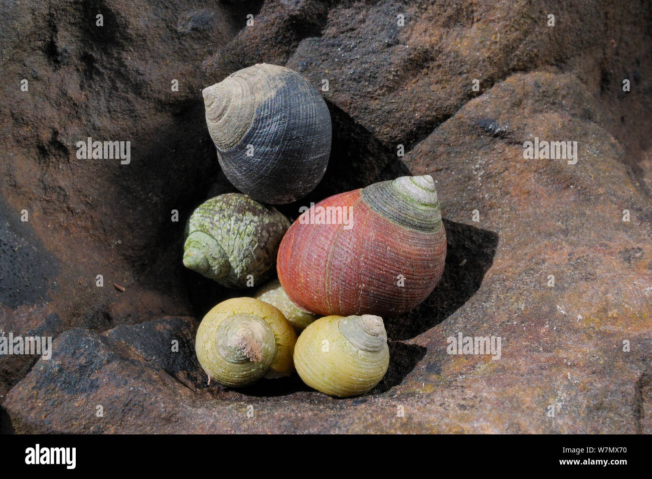 Common periwinkles (Littorina liitorea) alongside yellow and brown Rough periwinkles (Littorina saxatilis) nestled in a crevice in sandstone rocks at low tide, Crail, Fife, July Stock Photo