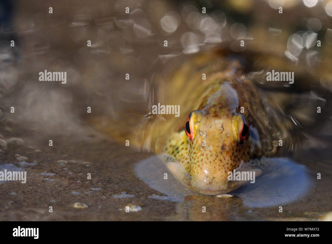 Close up view of Shanny (Lipophrys pholis) in small rockpool on a falling tide, St. Bees, Cumbria, UK, July Stock Photo
