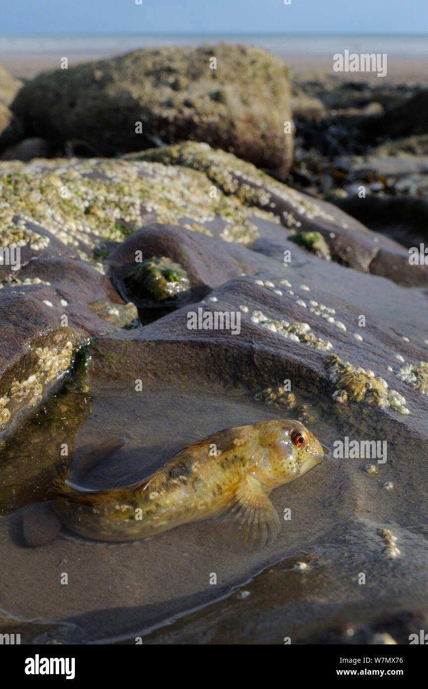 Shanny fish uk hires stock photography and images Alamy