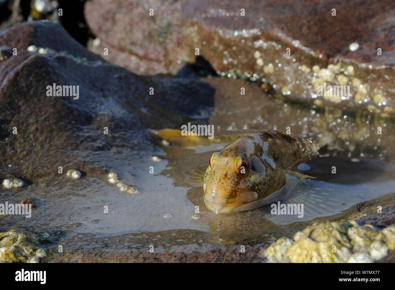 Shanny (Lipophrys pholis) in shallow rockpool on a falling tide, St. Bees, Cumbria, UK, July Stock Photo