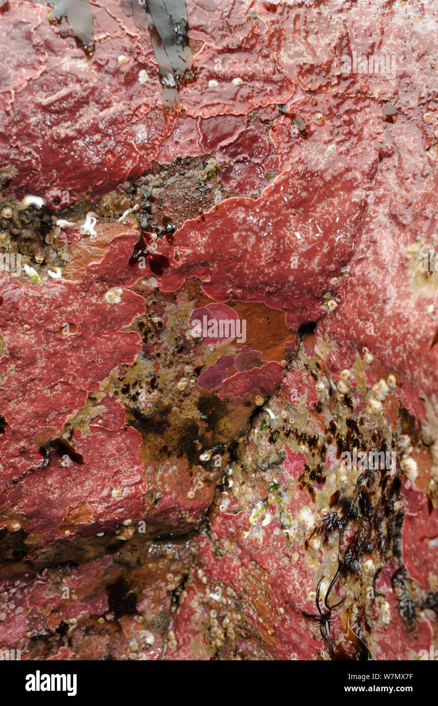 Encrusting coralline algae (Lithophyllum incrustans) growing on rocks exposed on a low spring tide, North Berwick, East Lothian, UK, July. Stock Photo