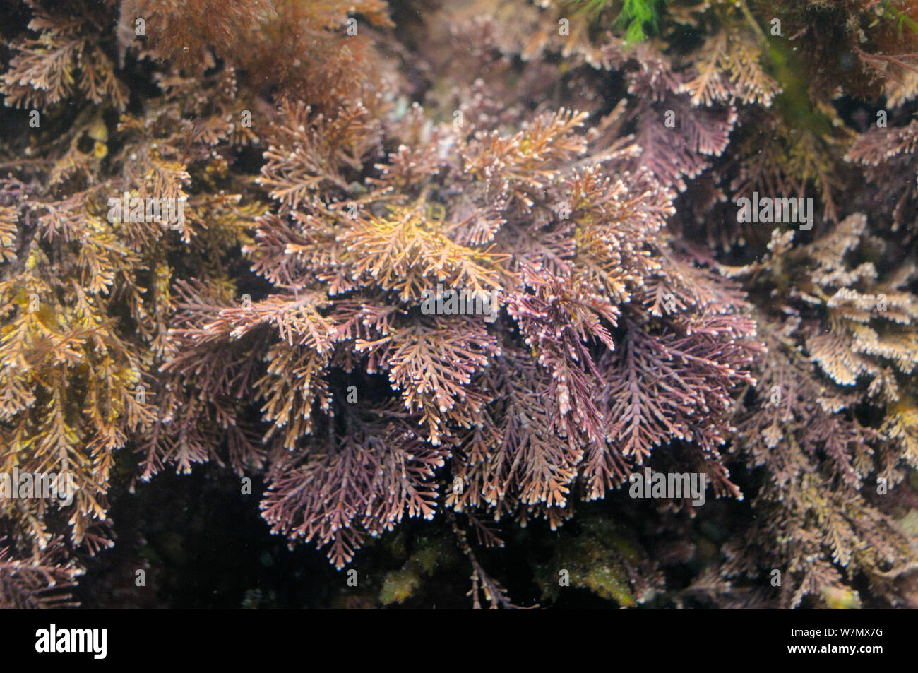 Coral weed (Corallina officinalis) growing in a rockpool, North Berwick, East Lothian, UK, July Stock Photo