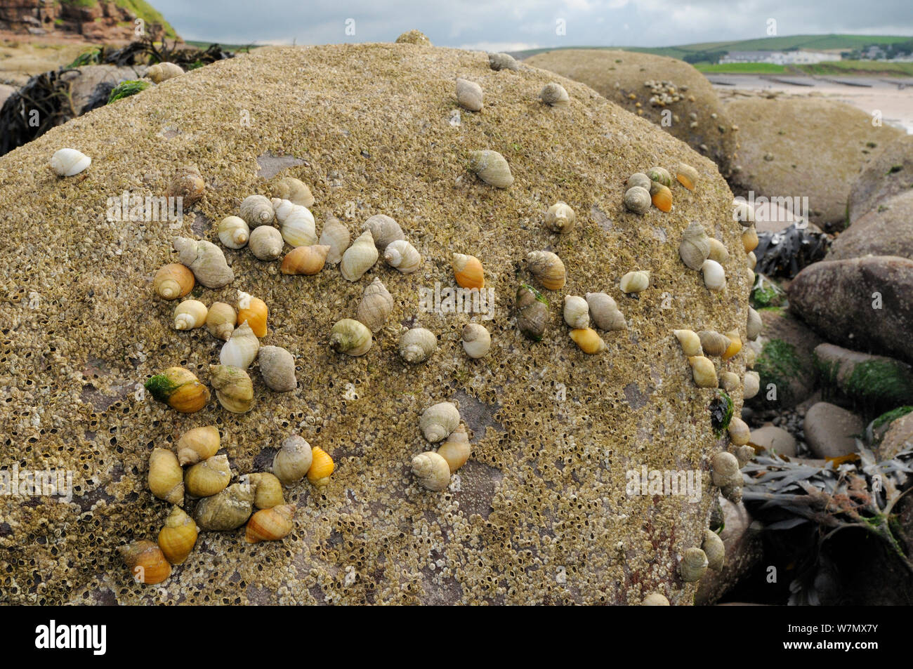 Dense cluster of Dog whelks (Nucella lapillus), predators of barnacles, on rocks encrusted with Common barnacles (Semibalanus balanoides) exposed at low tide, St. Bees, Cumbria, UK, July Stock Photo