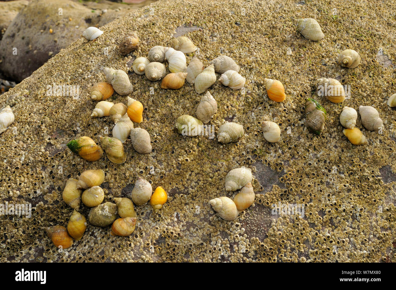 Dense cluster of Dog whelks (Nucella lapillus), predators of barnacles, on rocks encrusted with Common barnacles (Semibalanus balanoides) exposed at low tide, St. Bees, Cumbria, UK, July Stock Photo