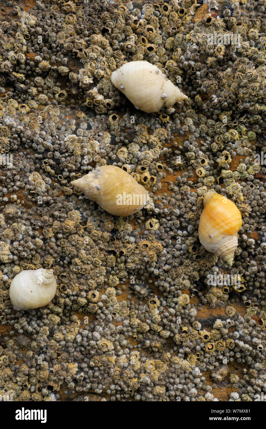 Four Dog whelks (Nucella lapillus), predators of barnacles, on rocks encrusted with Common barnacles (Semibalanus balanoides) exposed at low tide, some with barnacles growing on their shells, North Berwick, East Lothian, UK, July Stock Photo