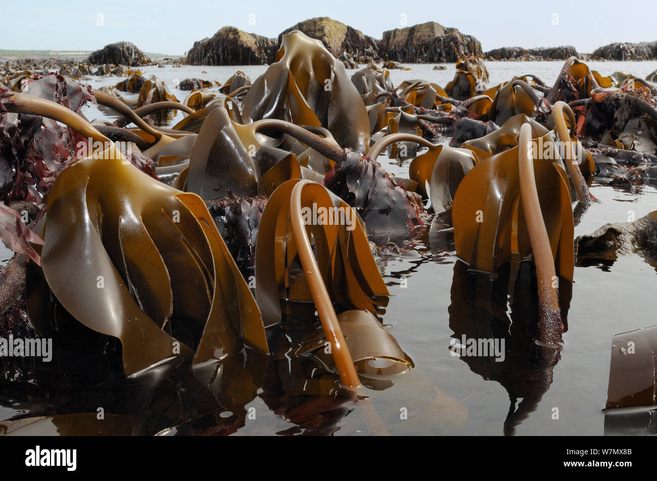Dense bed of Cuvie / Forest kelp (Laminaria hyperborea) exposed on a low spring tide with epiphytic red alga, Dulse (Palmaria palmata) growing on its stems, Crail, Fife, UK, July Stock Photo