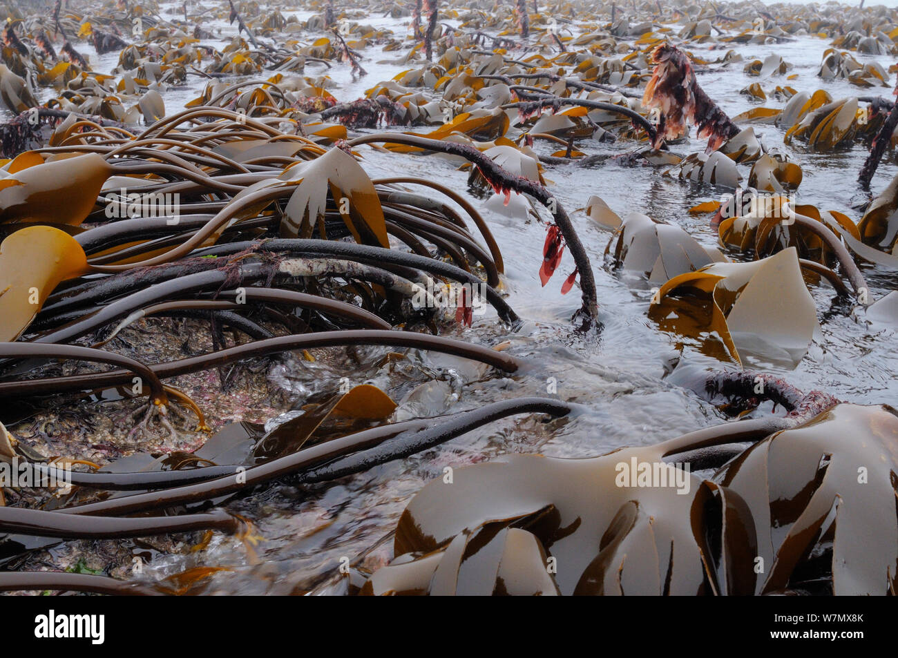 Kelp bed uk hires stock photography and images Alamy