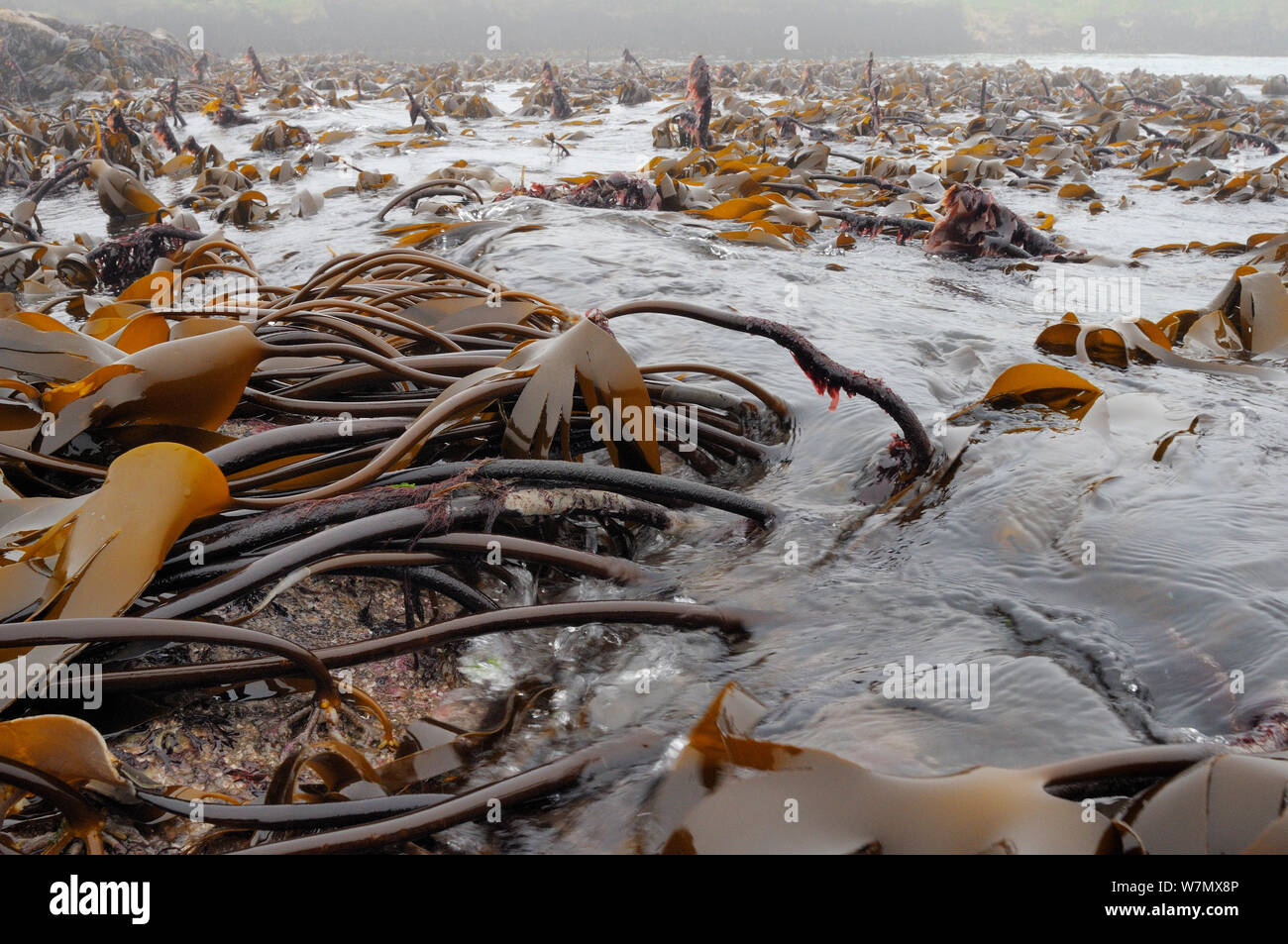 Kelp bed scotland hires stock photography and images Alamy