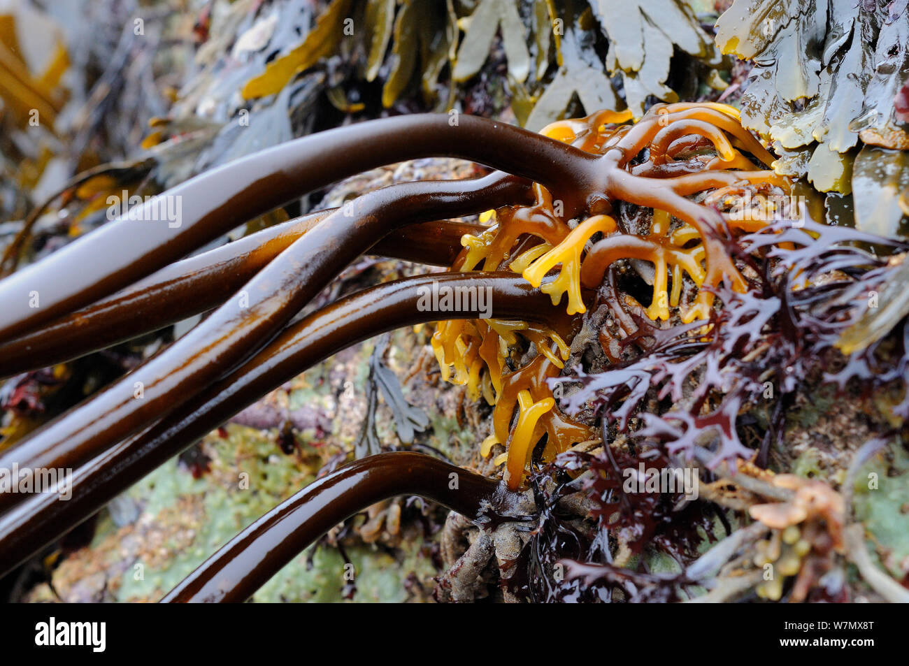 Holdfast of Cuvie / Forest kelp (Laminaria hyperborea) fronds attached to rocks exposed on a low spring tide alongside Toothed wrack (Fucus serratus), North Berwick, East Lothian, UK, July. Stock Photo
