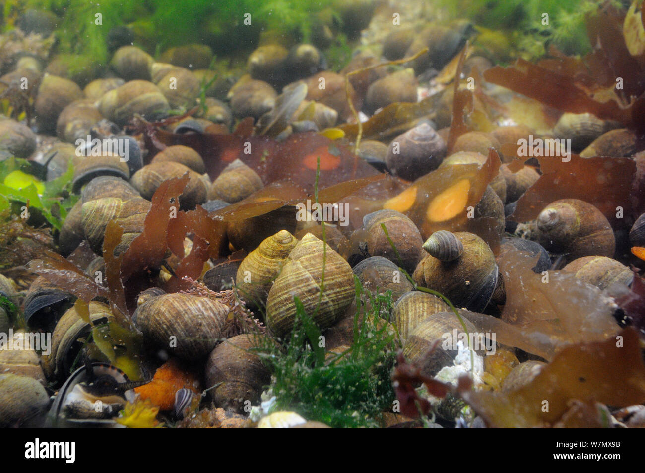 Dense aggregation of adult and young Common periwinkles (Littorina littorea) in a rockpool, North Berwick, East Lothian, UK, July. Stock Photo