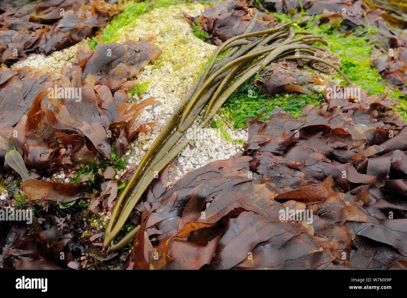 Sea Thong (Himanthalia elongata) exposed at low tide amongst Dulse (Palmaria palmata), North Berwick, East Lothian, UK, July Stock Photo