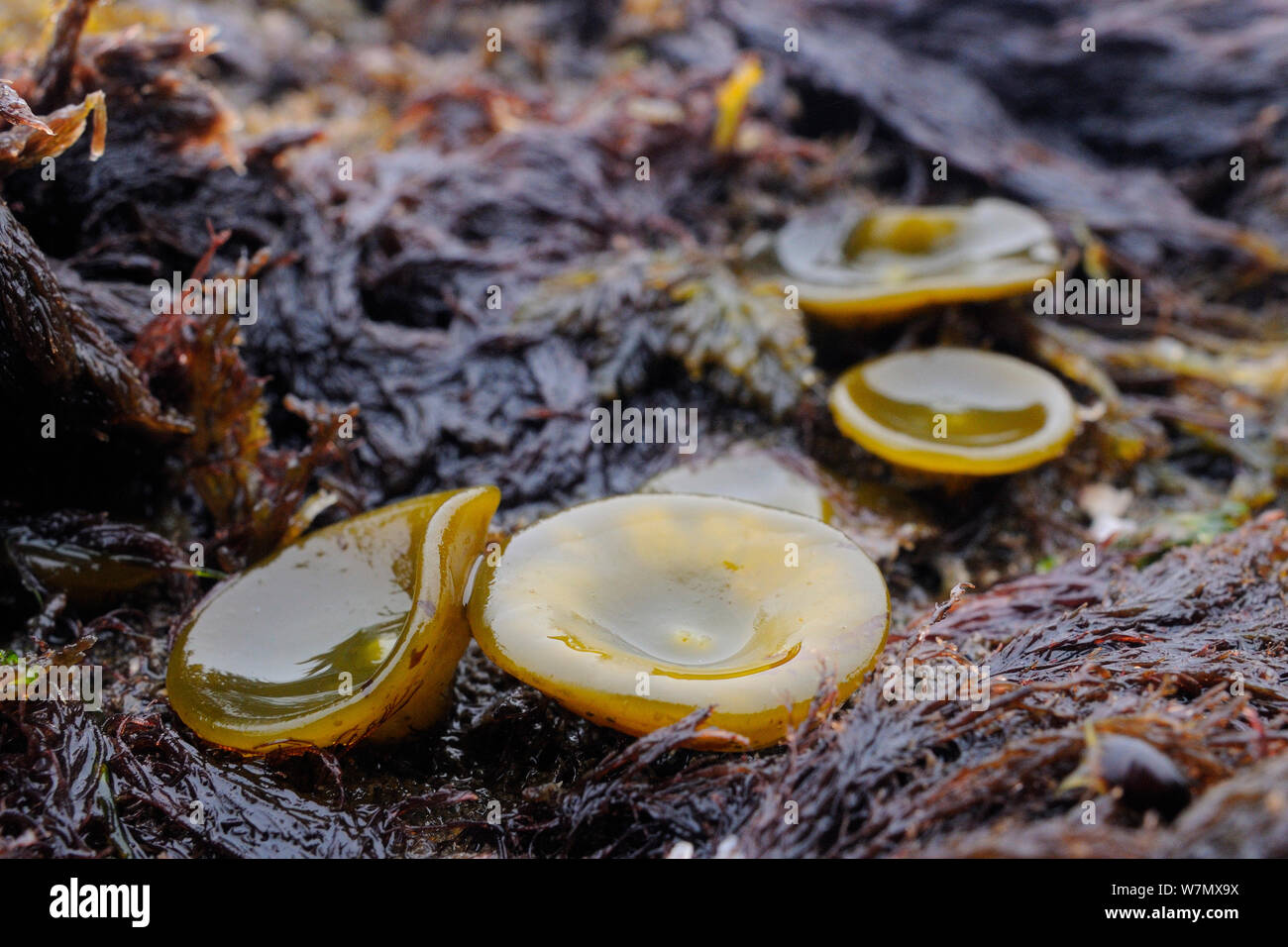 Young Sea thong (Himanthalia elongata) 'buttons' on intertidal rocks exposed at low tide, Crail, Fife, UK, July Stock Photo