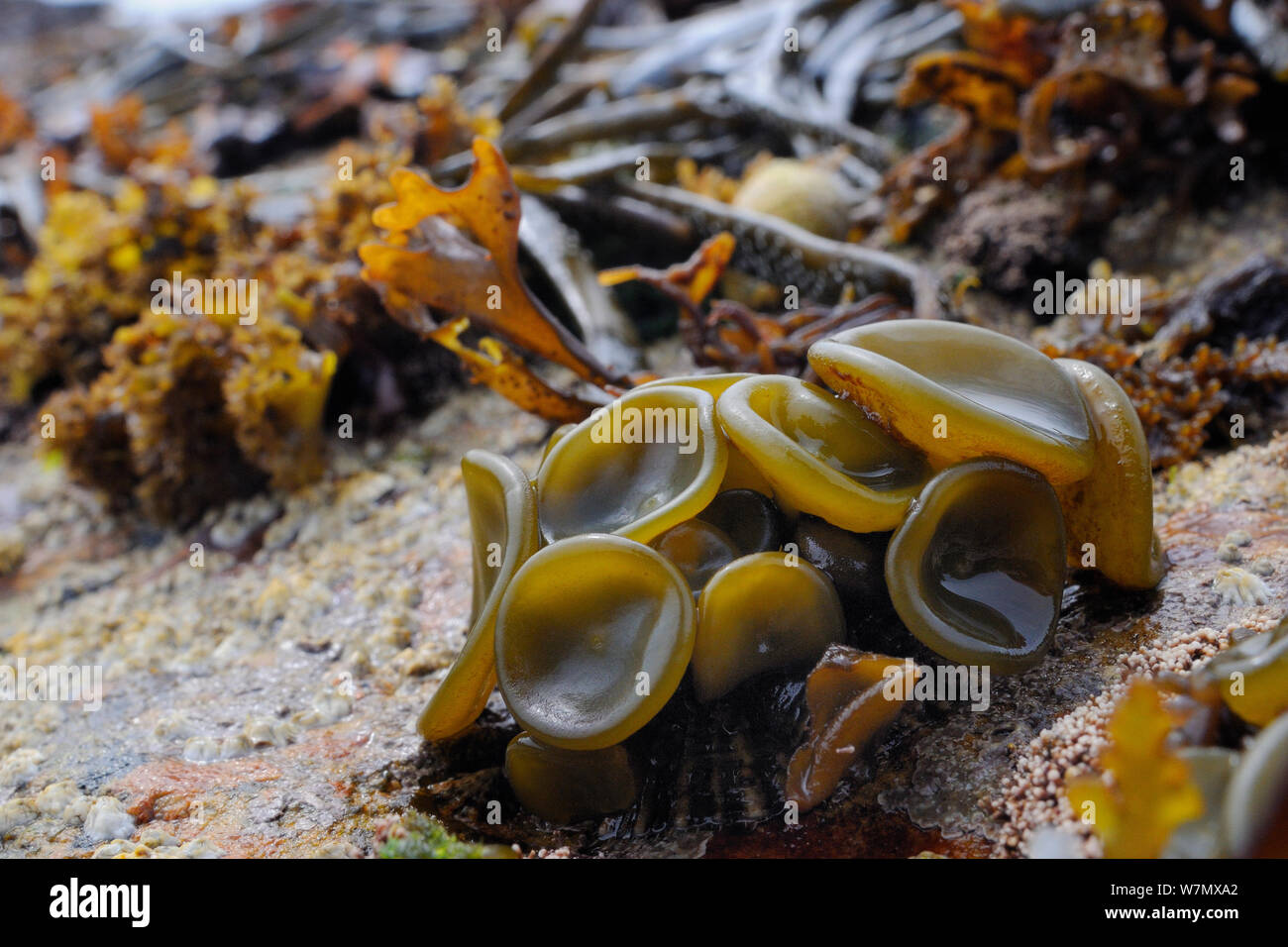 Young Sea thong (Himanthalia elongata) 'buttons' on intertidal rocks exposed at low tide, Crail, Fife, UK, July Stock Photo