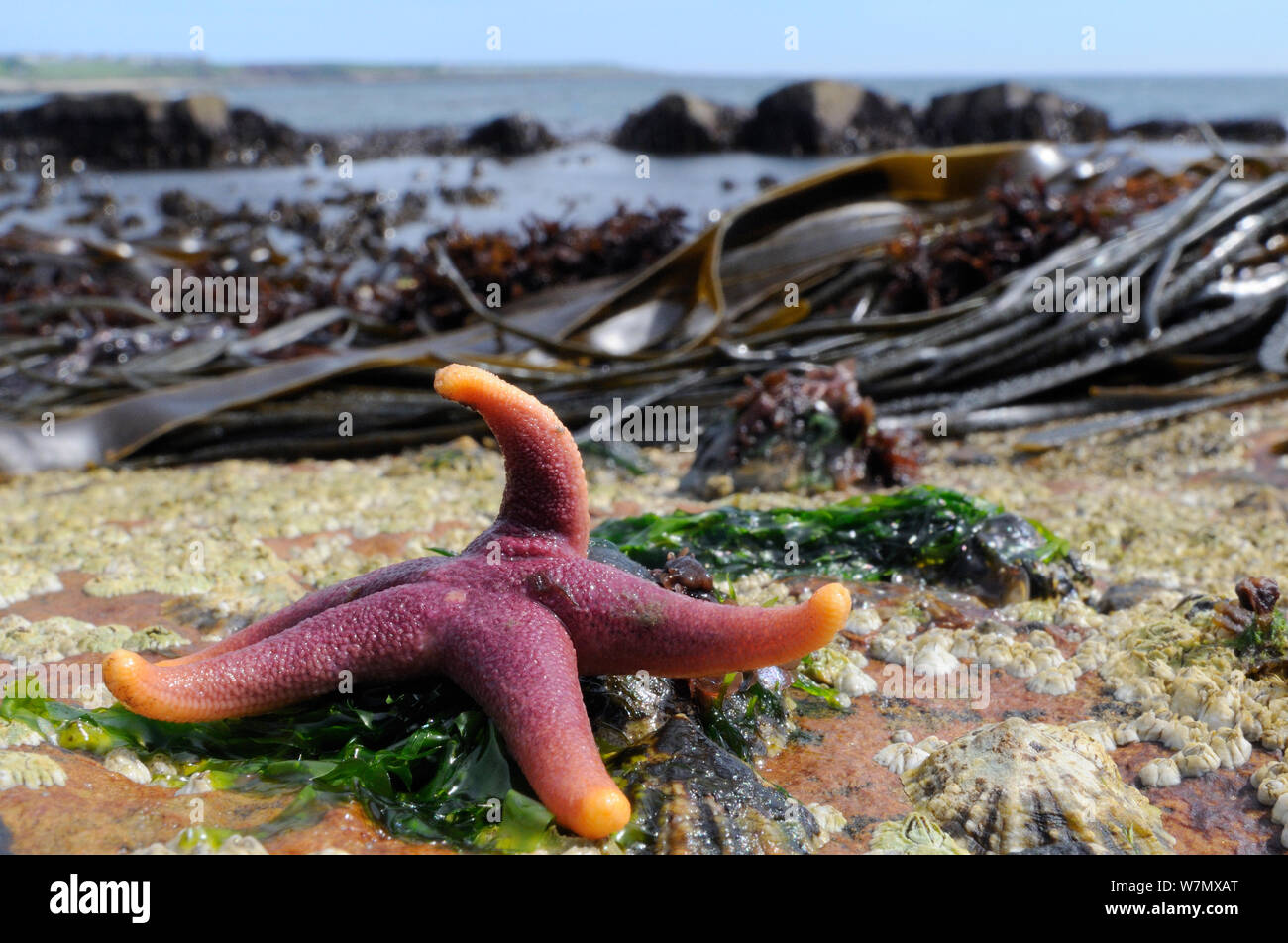 Bloody Henry starfish (Henricia oculata) exposed on a low spring tide with kelp beds in the background and Common limpets (Patella vulgata) and Common Barnacles (Semibalanus balanoides) around it, Crail, Scotland, UK, July Stock Photo