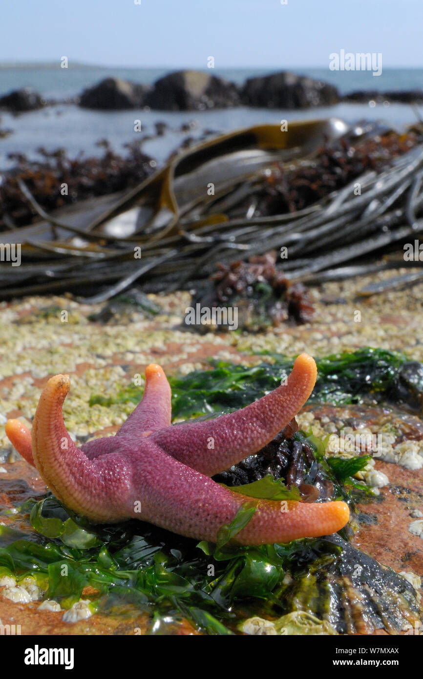 Bloody Henry starfish (Henricia oculata) exposed on a low spring tide with kelp beds in the background and Common limpets (Patella vulgata) and Common Barnacles (Semibalanus balanoides) around it, Crail, Scotland, UK, July. Stock Photo
