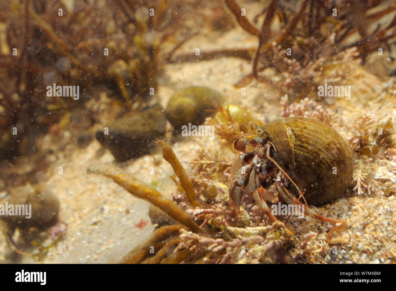 Common Hermit crab (Pagurus bernhardus) in a Common periwinkle shell crawling over floor of a rockpool, Crail, Fife, UK, July. Stock Photo