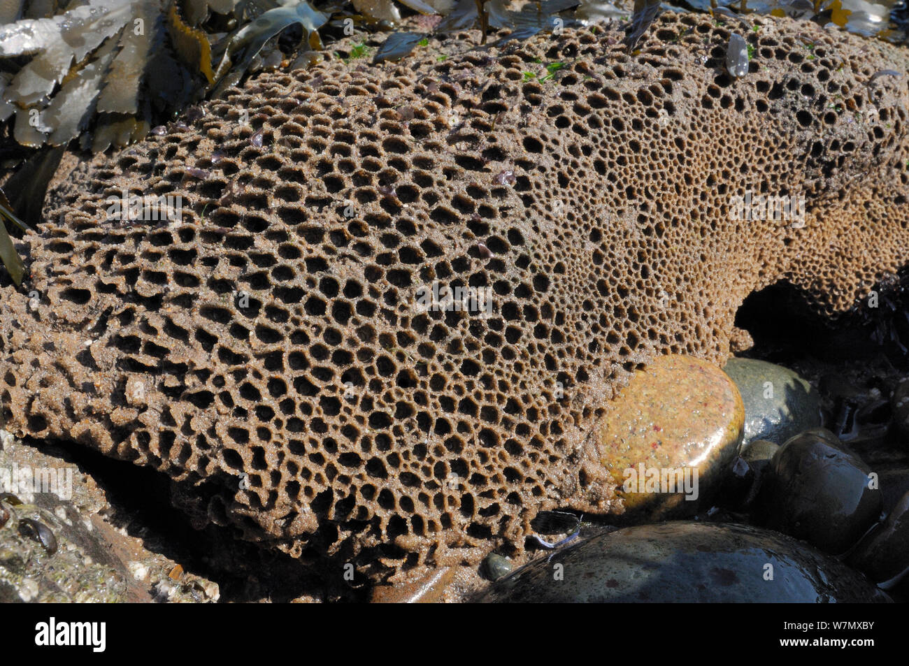 Honeycomb worm reef (Sabellaria alveolata) with clustered tubes built of sand grains attached to boulders, exposed at low tide, alongside Saw wrack (Fucus serratus) St.Bees, Cumbria, UK, July. Stock Photo