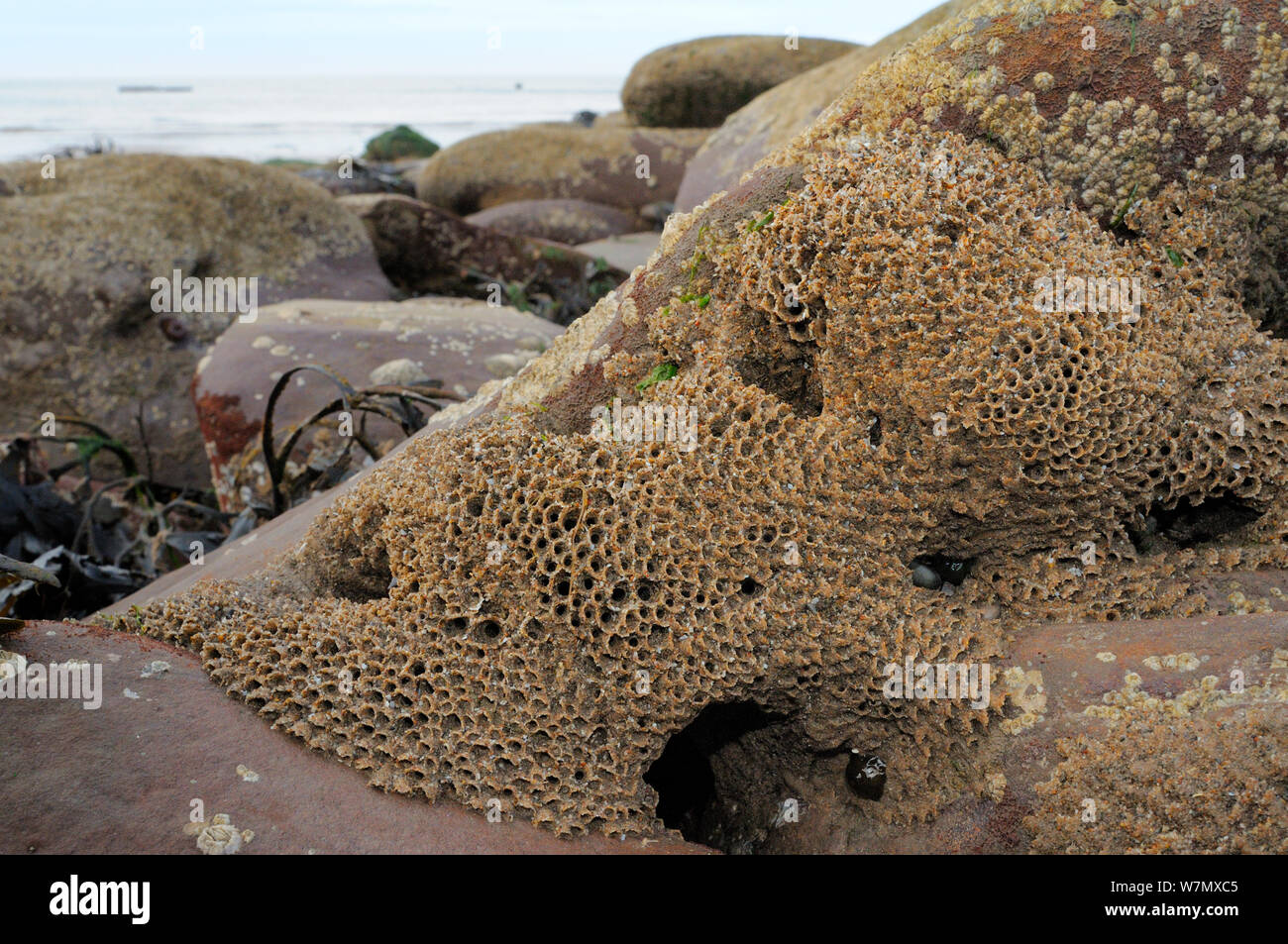 Honeycomb worm reef (Sabellaria alveolata) with clustered tubes built of sand grains attached to boulders, exposed at low tide with the sea in the background, St.Bees, Cumbria, UK, July. Stock Photo